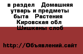  в раздел : Домашняя утварь и предметы быта » Растения . Кировская обл.,Шишканы слоб.